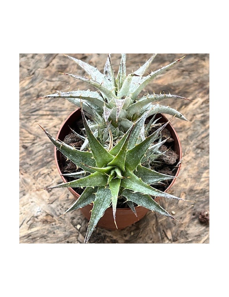 ABROMEITIELLA sp tarija Bol.H 5131