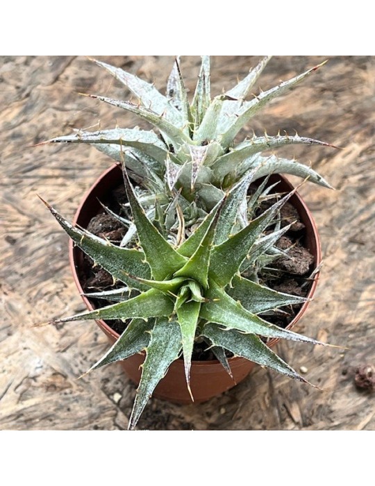 ABROMEITIELLA sp tarija Bol.H 5131