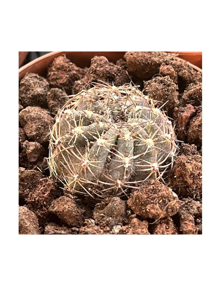 LOBIVIA draxleriana HS50