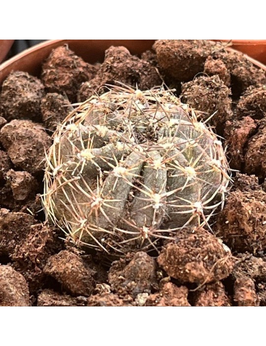 LOBIVIA draxleriana HS50