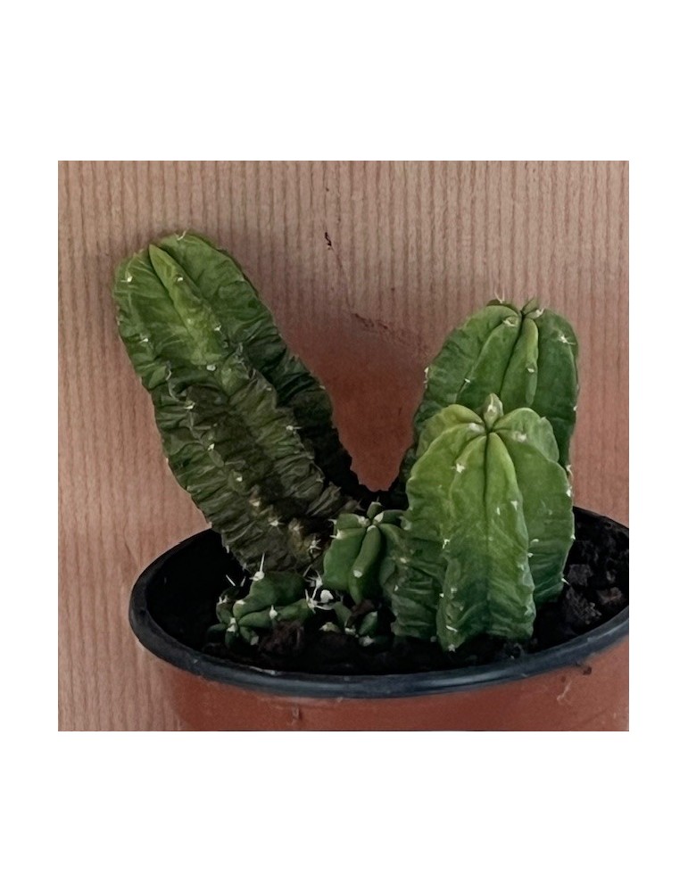 Echinocereus morricalii – Cactus rare fleuri | Plante succulente pour