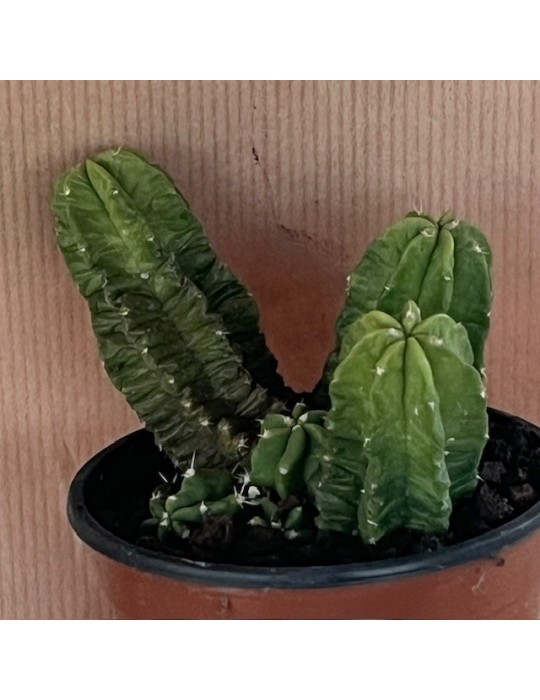 Echinocereus morricalii – Cactus rare fleuri | Plante succulente pour