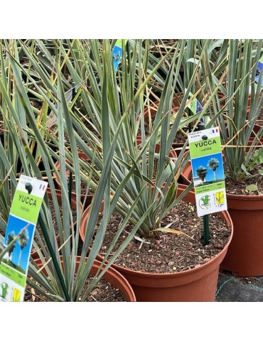 YUCCA rostrata 2