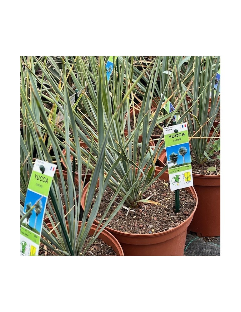 YUCCA rostrata