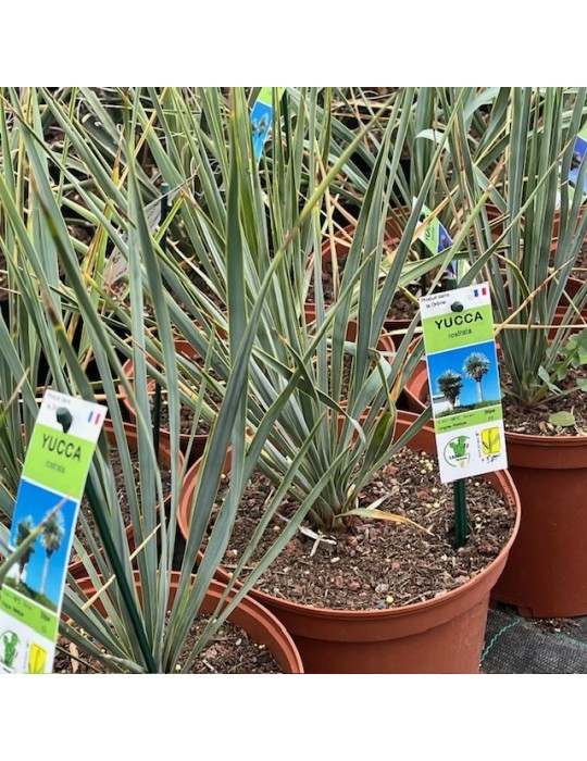 YUCCA rostrata