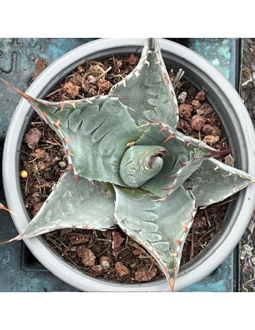 Agave parrasana : plante grasse rustique, succulente rare pour jardin