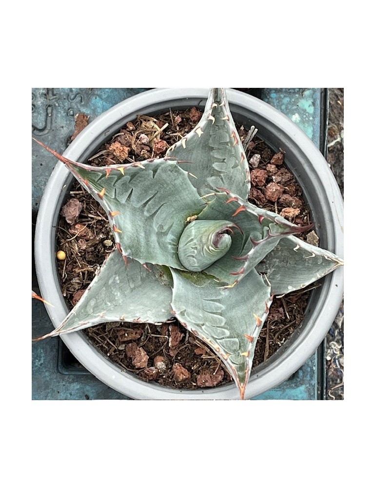 Agave parrasana : plante grasse rustique, succulente rare pour jardin