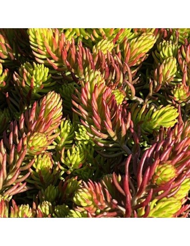 SEDUM rupestre aurea 2