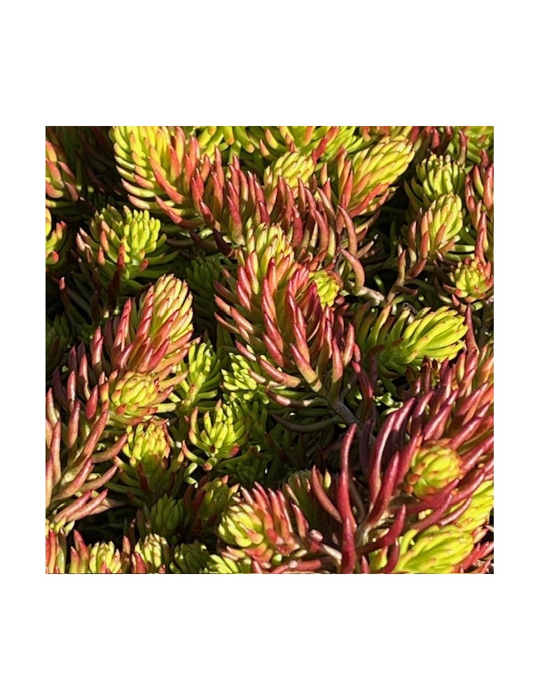SEDUM ruspestre aurea