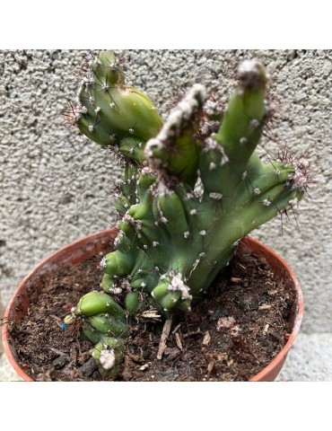 CEREUS peruvianus Coral f. Cristata – Cactus cristé rare et plante suc