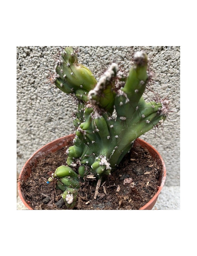 CEREUS peruvianus Coral f. Cristata – Cactus cristé rare et plante suc