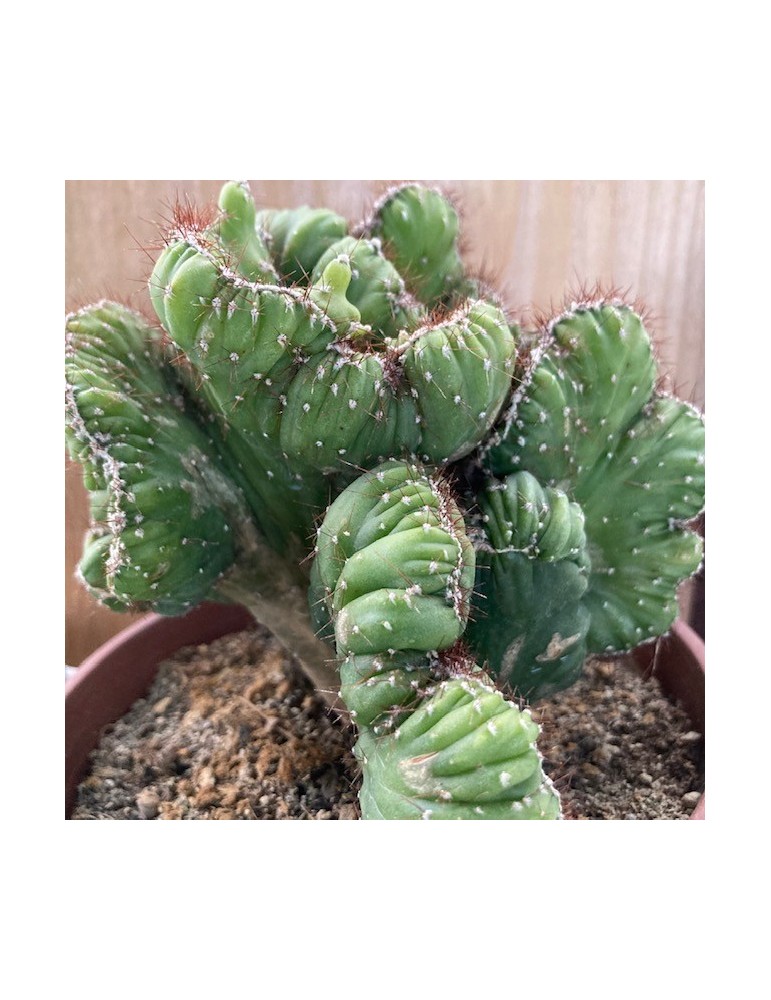 CEREUS peruvianus Coral f. Cristata – Cactus cristé rare et plante suc