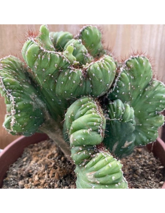 CEREUS peruvianus Coral f. Cristata – Cactus cristé rare et plante suc