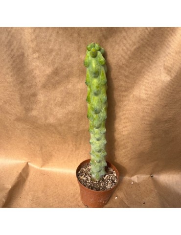 MYRTILLOCACTUS geometrizans fukurokuryuzinboku