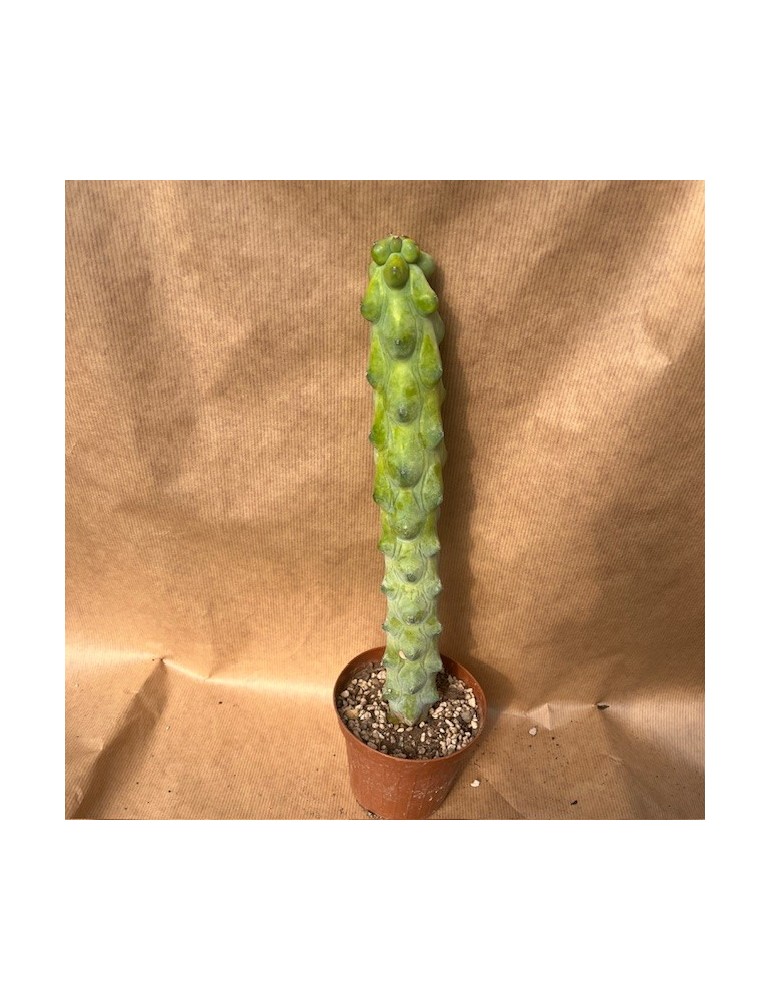 MYRTILLOCACTUS geometrizans fukurokuryuzinboku
