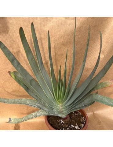 ALOE plicatilis