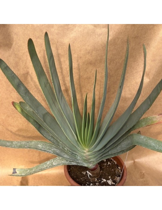 ALOE plicatilis