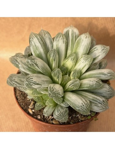 HAWORTHIA cooperi filifera Variegata