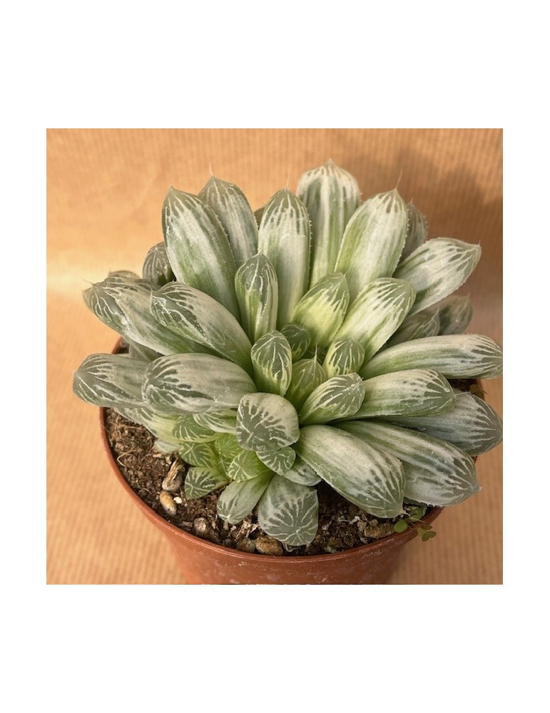 HAWORTHIA cooperi filifera Variegata