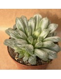 HAWORTHIA cooperi filifera Variegata