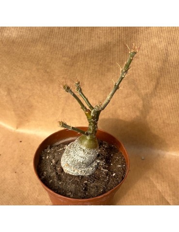 PACHYPODIUM succulentum