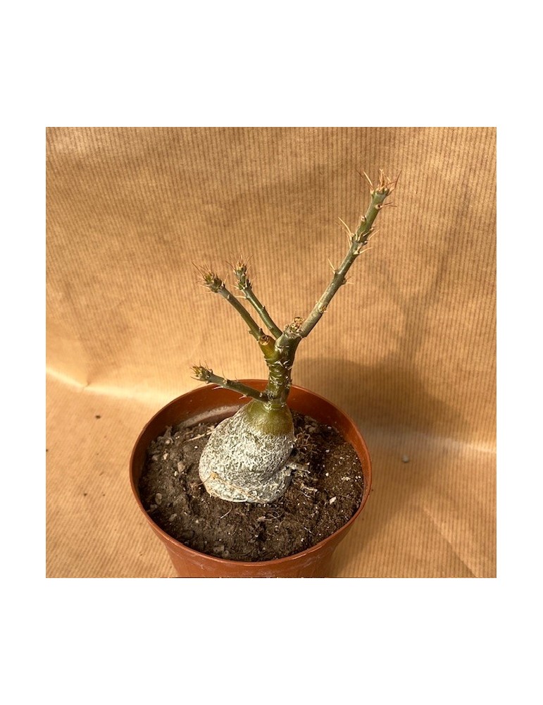 PACHYPODIUM succulentum