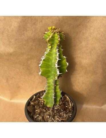 EUPHORBIA pseudocactus