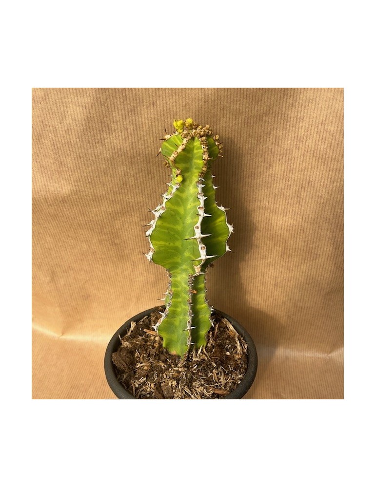EUPHORBIA pseudocactus