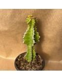 EUPHORBIA pseudocactus