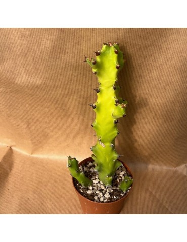 EUPHORBIA mayurnathanii