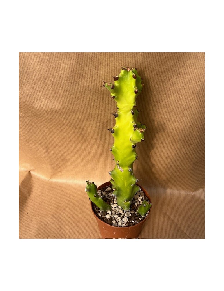 EUPHORBIA mayurnathanii