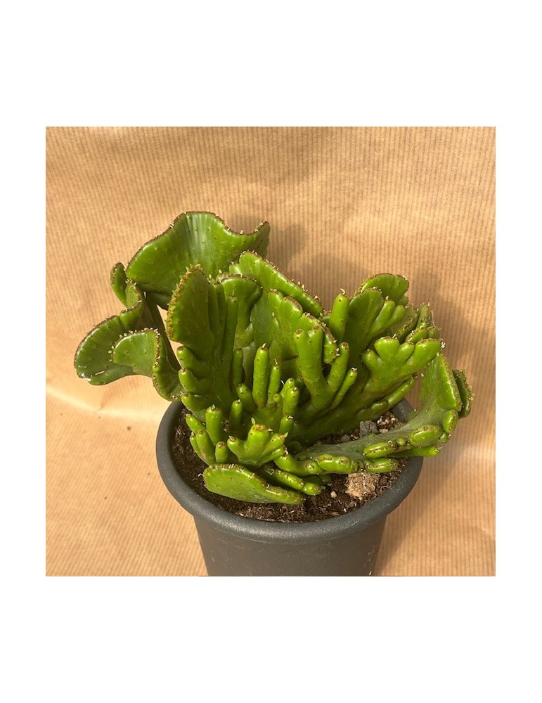 Euphorbia leucodendron