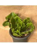 Euphorbia leucodendron