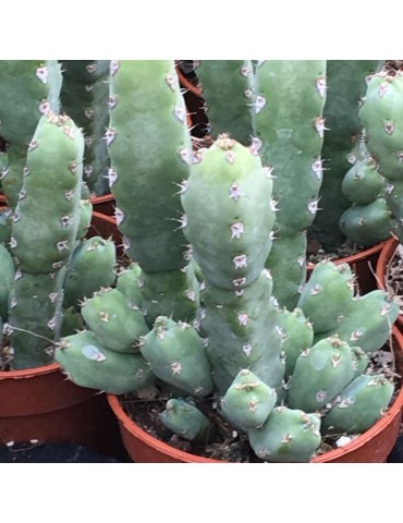 EUPHORBIA debelispina