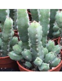 EUPHORBIA debelispina