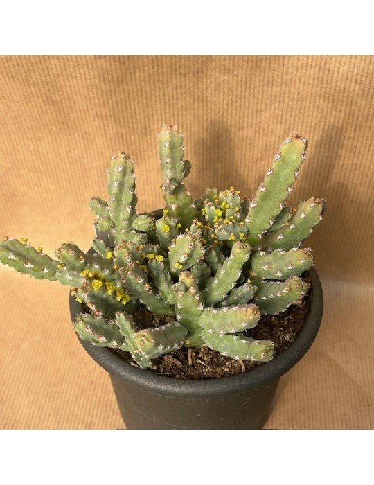 EUPHORBIA debelispina