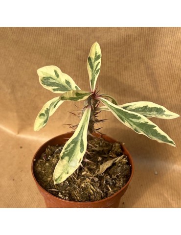 EUPHORBIA mili v. variegata