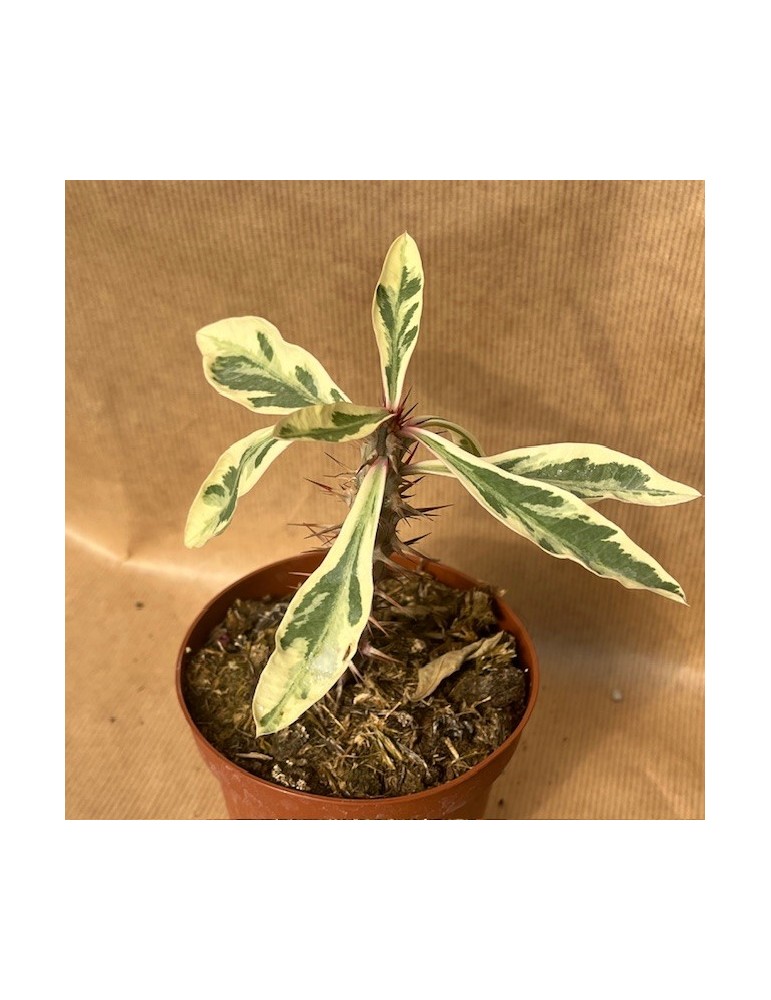 EUPHORBIA mili v. variegata