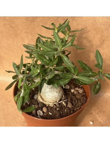 PACHYPODIUM bispinosum