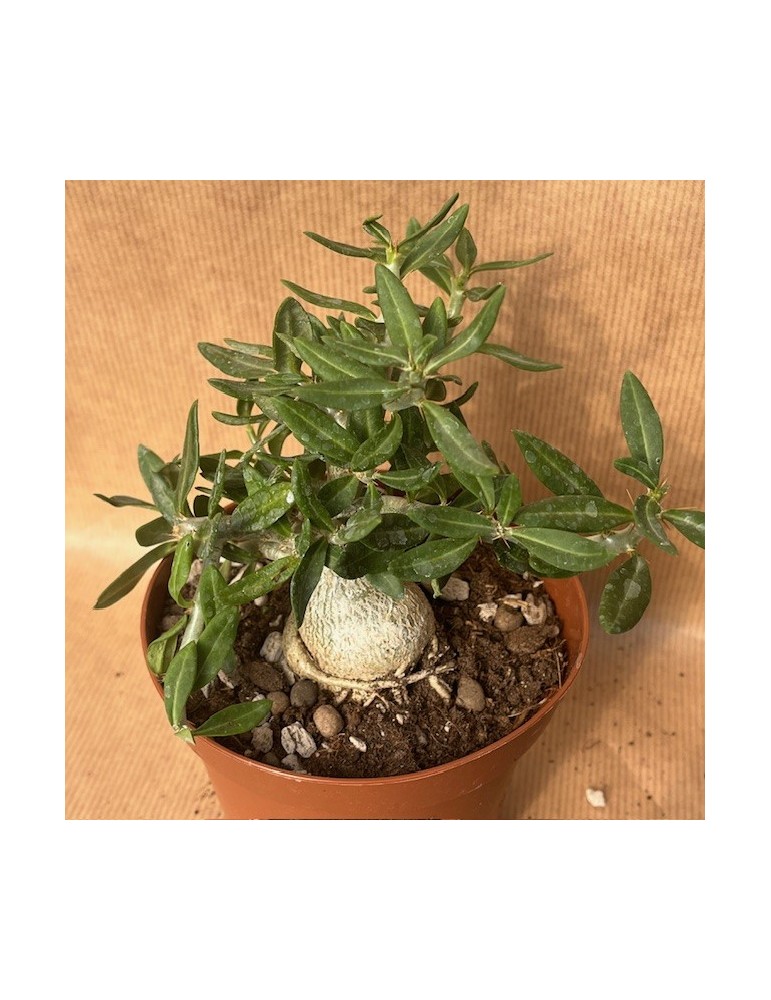 PACHYPODIUM bispinosum