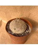 STEPHANIA erecta