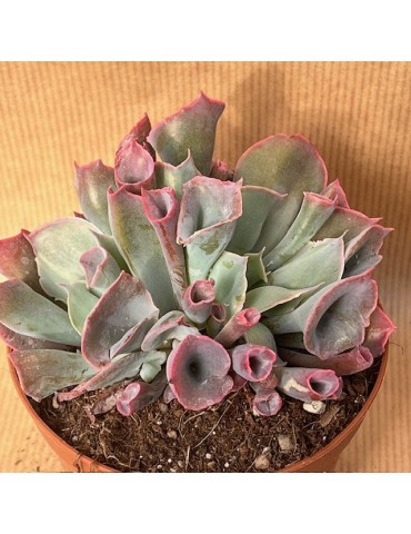 ECHEVERIA Trumpet Pinky