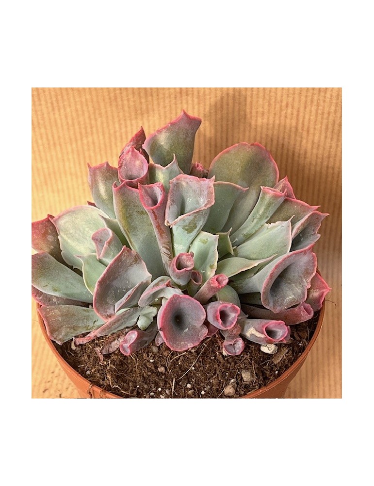 ECHEVERIA Trumpet Pinky