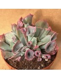ECHEVERIA Trumpet Pinky