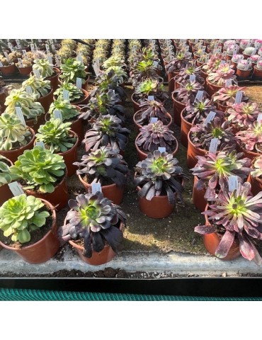 AEONIUM collection