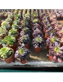 AEONIUM collection