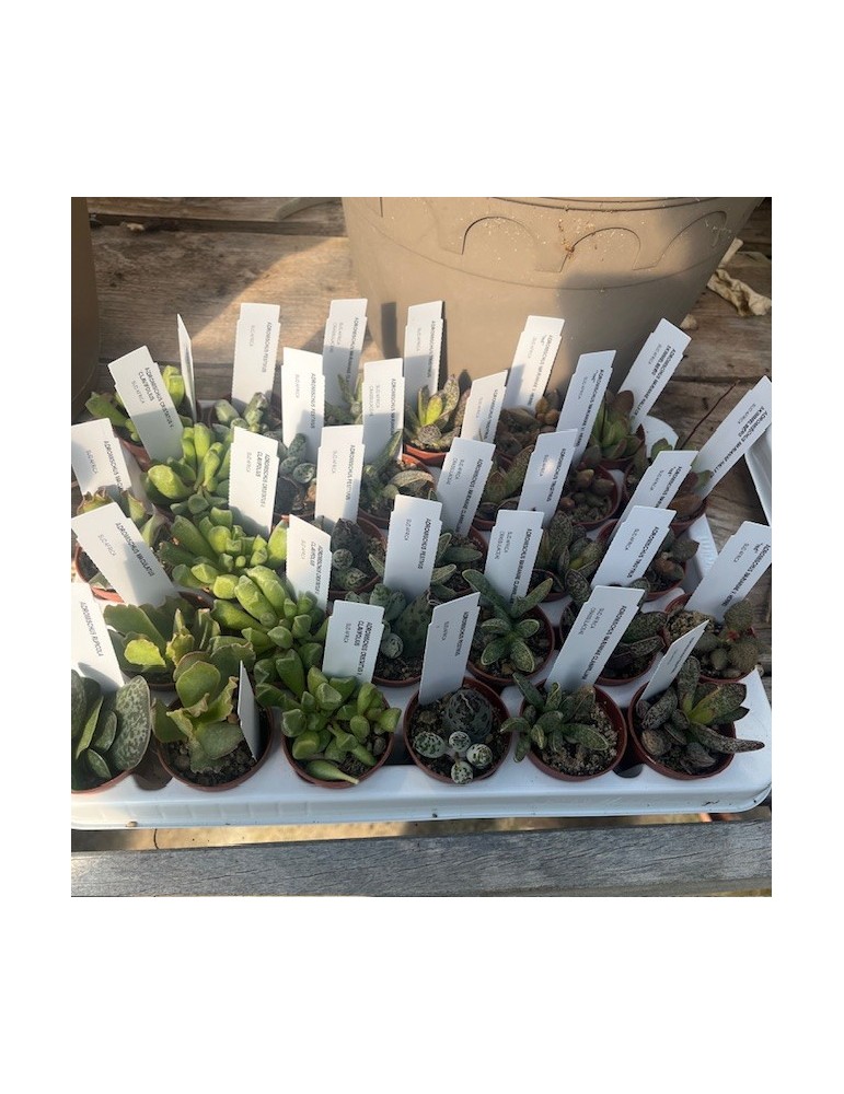 ADROMISCHUS COLLECTION
