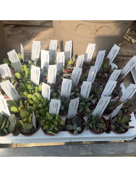 ADROMISCHUS COLLECTION