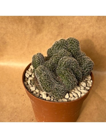 LOBIVIA densispina f. cristata