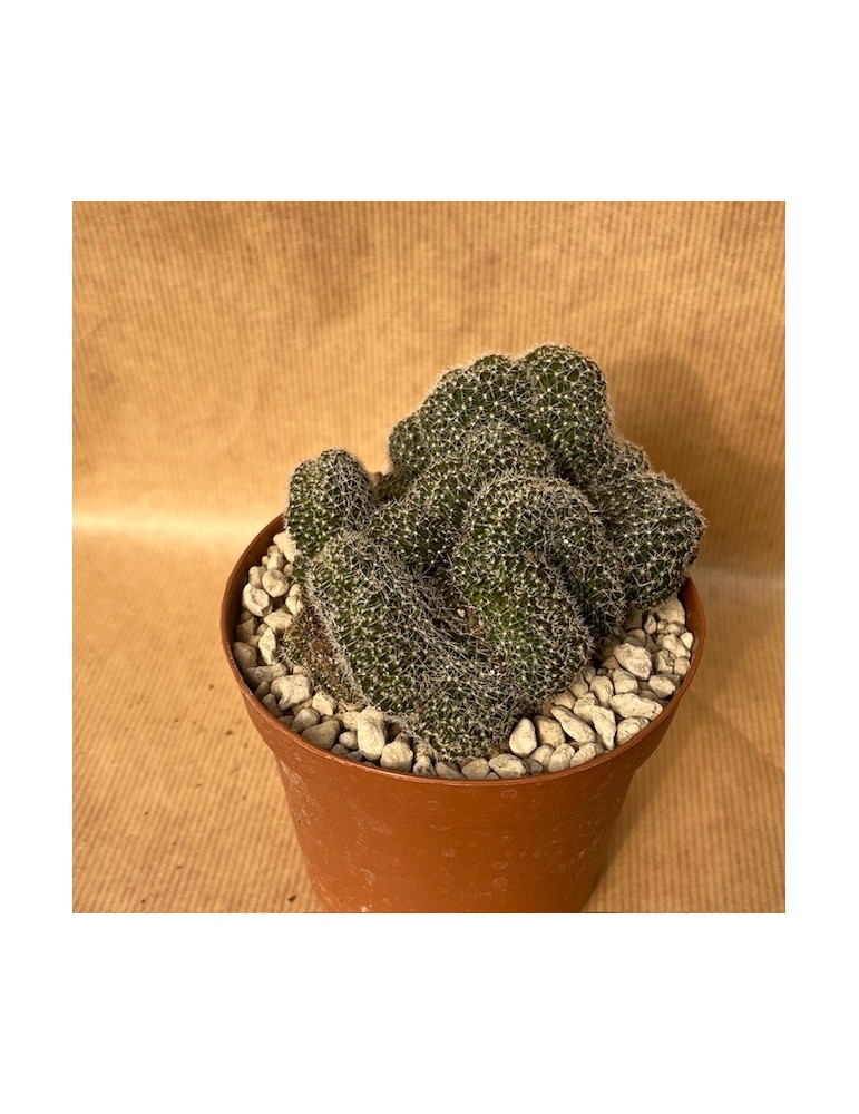 LOBIVIA densispina f. cristata